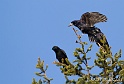 Corbeau 2743